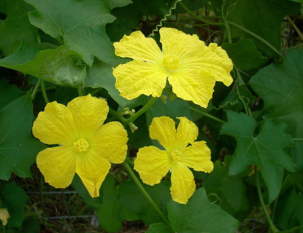 Luffa Cylindrica Vine 10 Seeds, Sponge Gourd, Egyptian Cucumber, Smooth Loofah