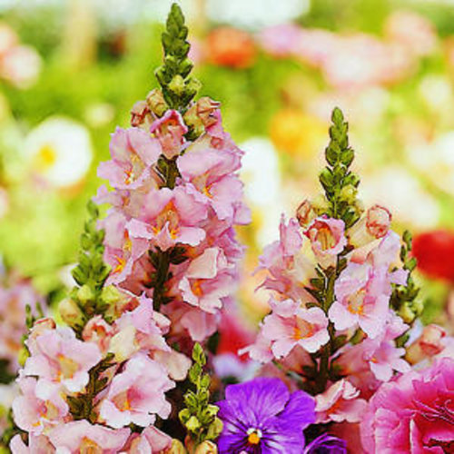 2001+SNAPDRAGON Northern Lights Mix Seeds Container Spring Fall Flower Garden