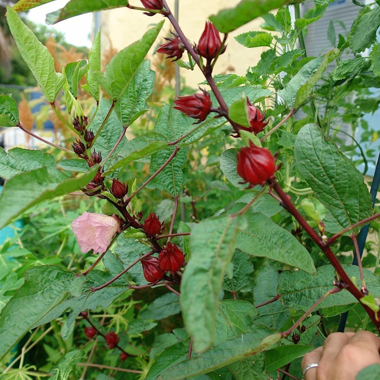 Red Roselle Hibiscus Seeds – 50 Count