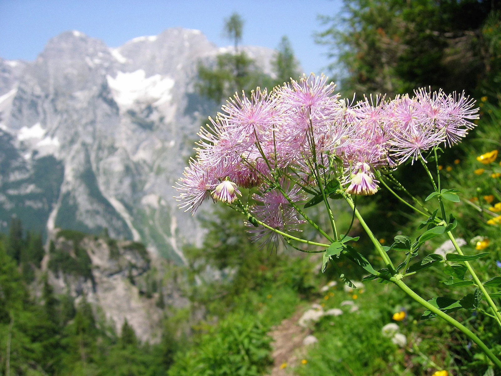 5 COLUMBINE MEADOW RUE Thalictrum Aquilegifolium Purple Pink Flower Seeds