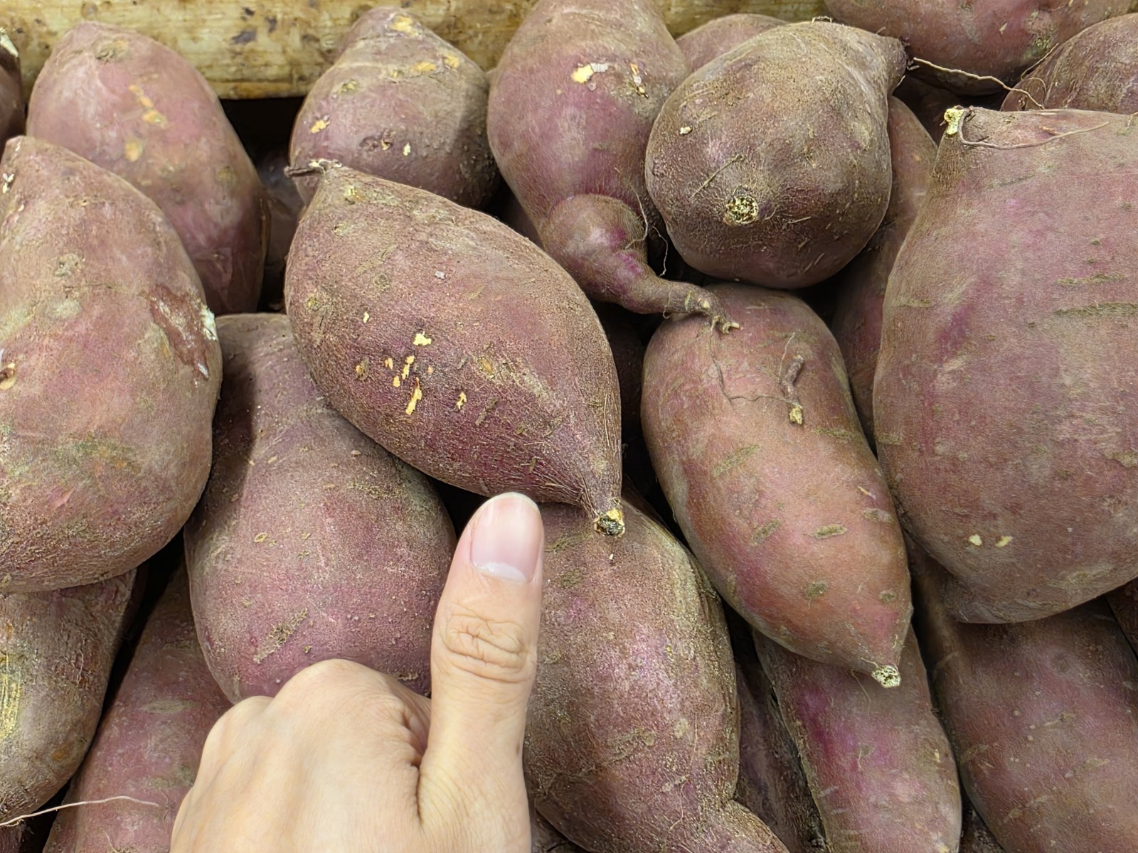 Japanese Murasaki Sweet Potatoes – 3 LB | Red Skin, White Flesh | Premium USA