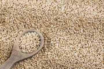 Canary Seed Alpiste 4Lbs 3Pack 12 Lbs