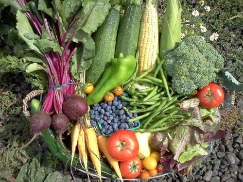 Premium Winter Vegetable Seeds for Planting Organic Non-GMO Heirloom Seeds 12 Va