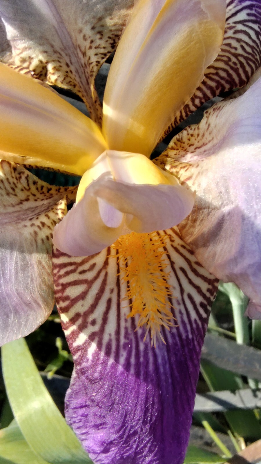 20x MIXED VARIETIES/COLORS BEARDED IRIS Bulbs/Rhizomes FRESH
