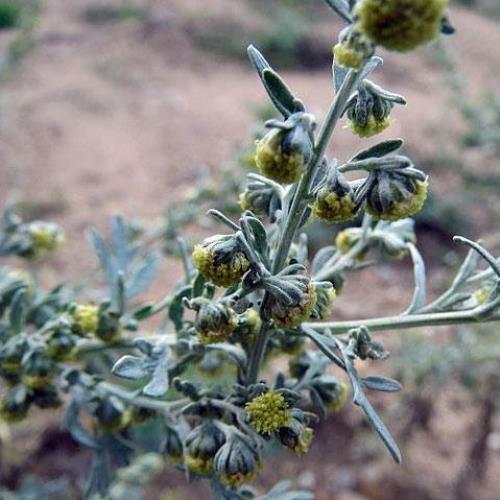 Artemisia absinthium | Grand Wormwood | Mugwort | 20 Tiny Seeds