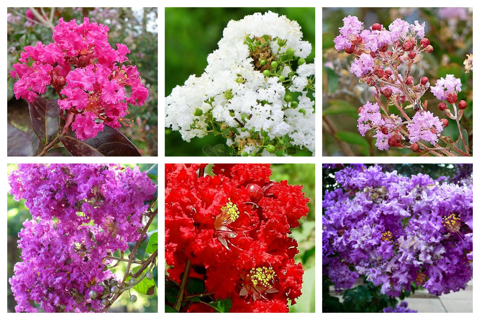 1000 Bulk CREPE MYRTLE Mixed Colors Lagerstroemia Indica Tree Shrub Flower Seeds