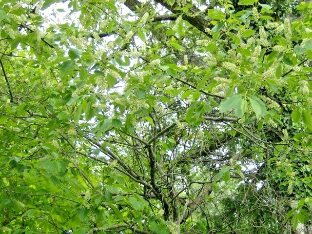 20 WILD BLACK CHERRY SEEDS – Prunus Serotina