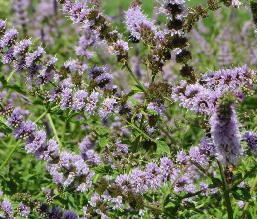 SPEARMINT Mentha Spicata – 1,500 Bulk Seeds