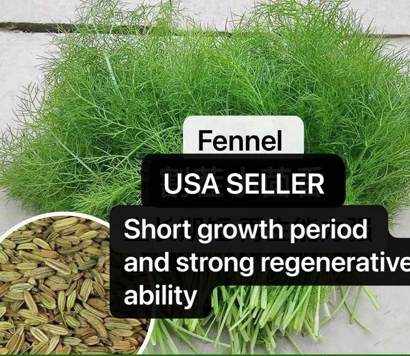 400+ Organic Fennel Seeds Organic Herb Seeds harvested in 2024