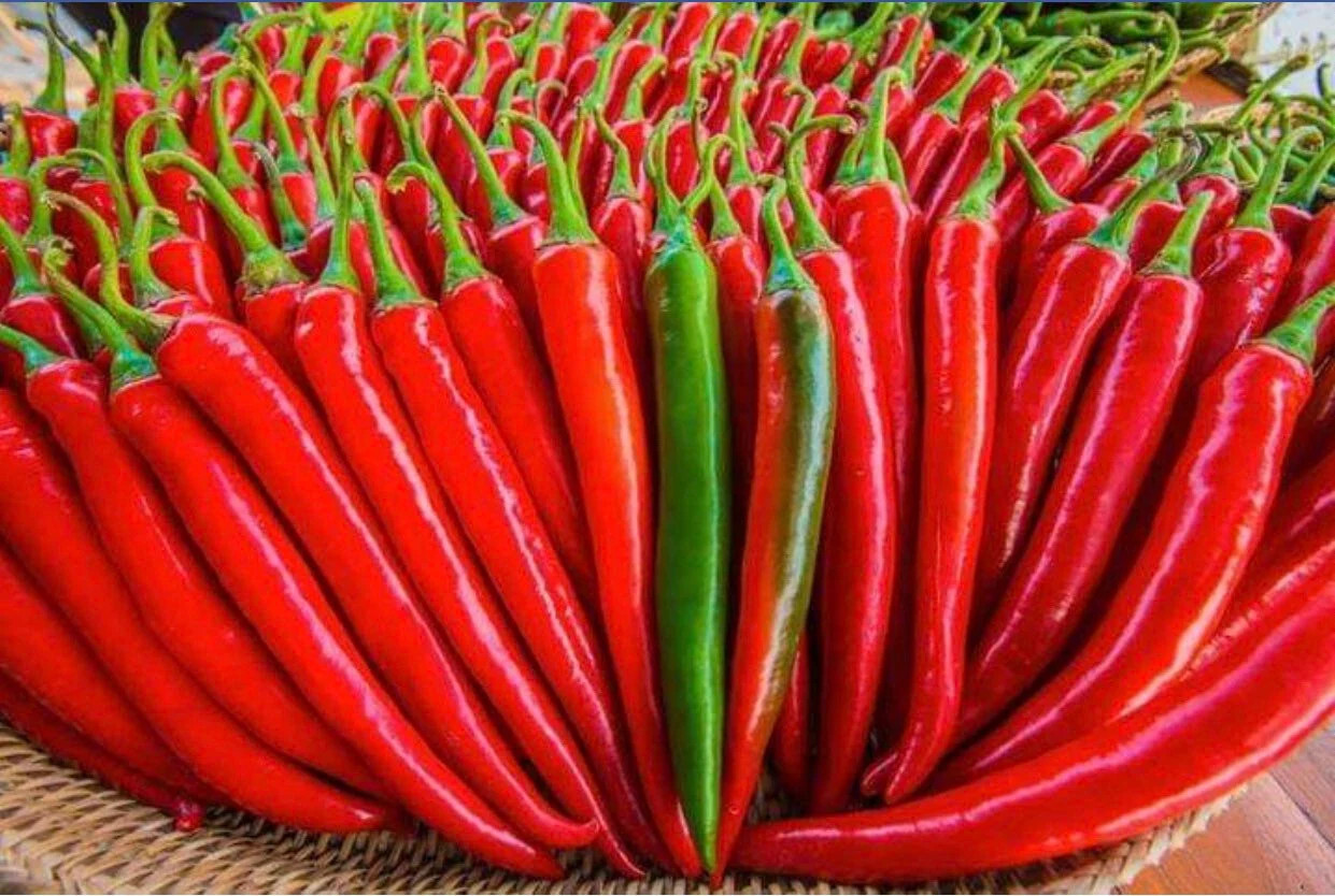 Birds Eye Chili Pepper Seeds (30) / FLORIDA GROWN / SPICY HOT / RARE