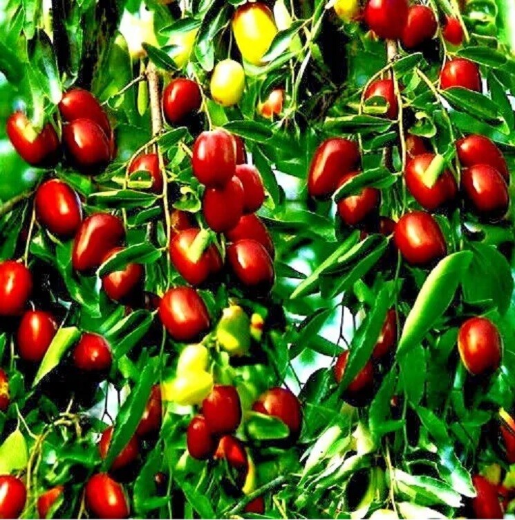 5+Jujube Seeds Fruit Tree Superfruit Ziziphus Jujube Fast Growing Free Shipping