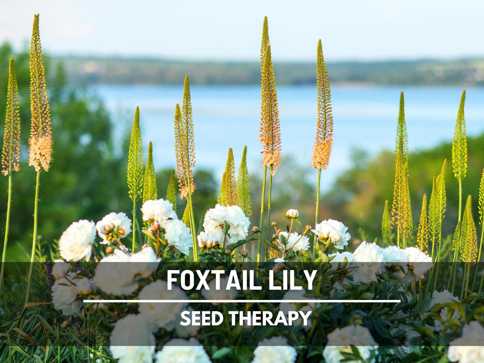 Foxtail Lily Seeds – Desert Candle, Evergreen Perennial, Towering Flowers