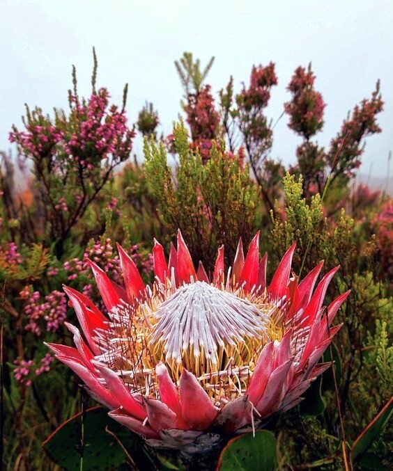 5 KING PROTEA CYNAROIDES SEEDS *GIANT 12″ FLOWERS* Rare Exotic Garden Plant