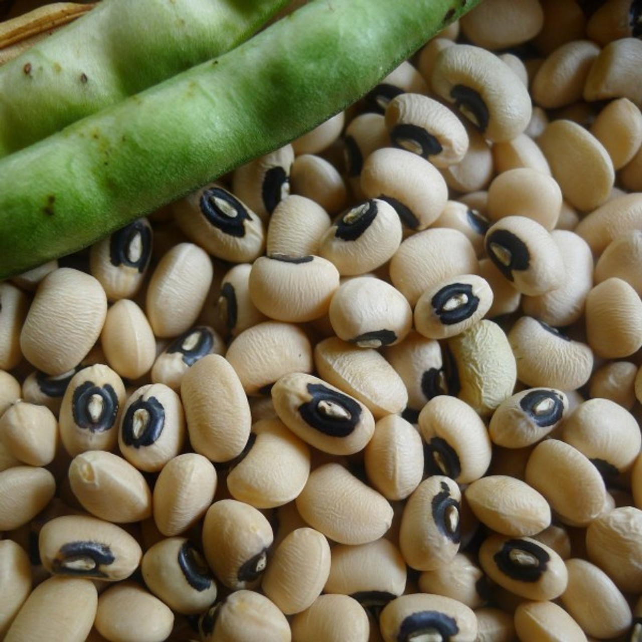 California Black eyed Peas Treated. FREE SHIPPING!