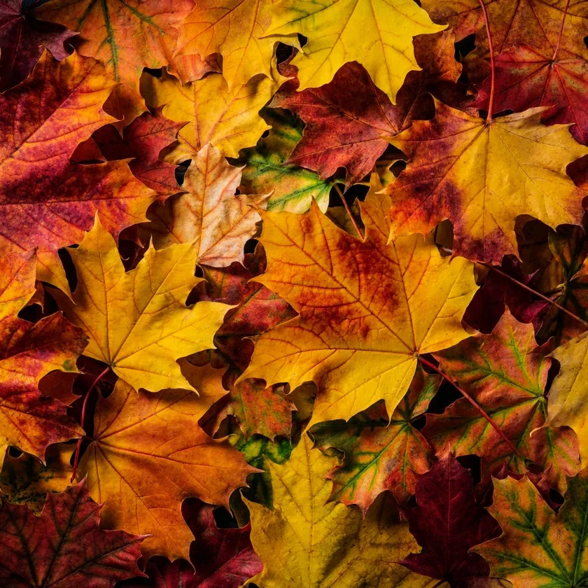 “Oregon Sunset” Maple Tree Seeds Acer Semi – Dwarf Hardy – Zone 5 Red Orange
