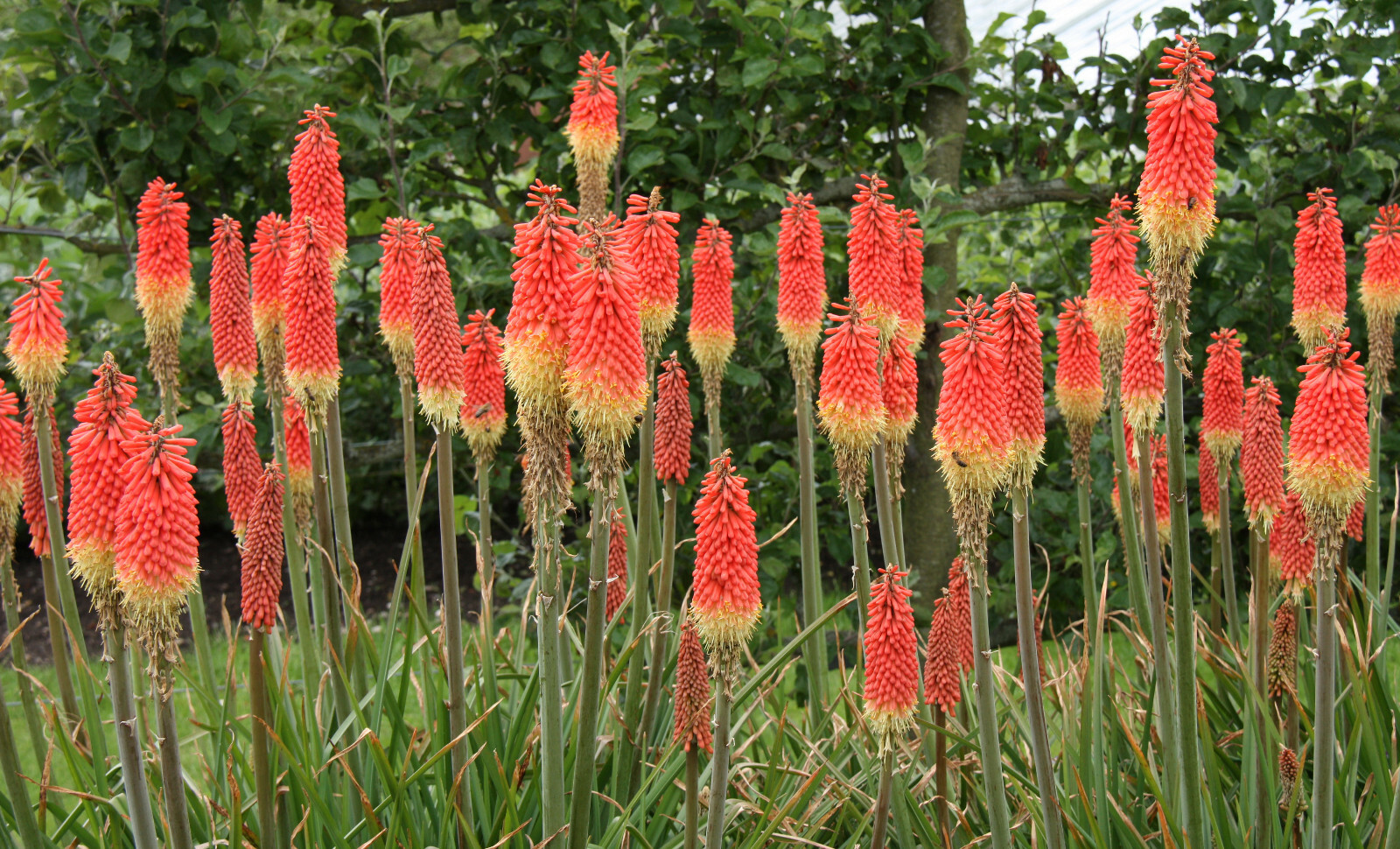 RED HOT POKER 100 SEEDS, ORANGE AND YELLOW FLOWERS. KNIPHOPHIA, TORCH LILY