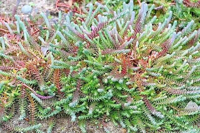 SEDUM BLUE SPRUCE 200 SEEDS, HARDY SEDUM, YELLOW FLOWERS IN SUMMER, EZ TO GROW.