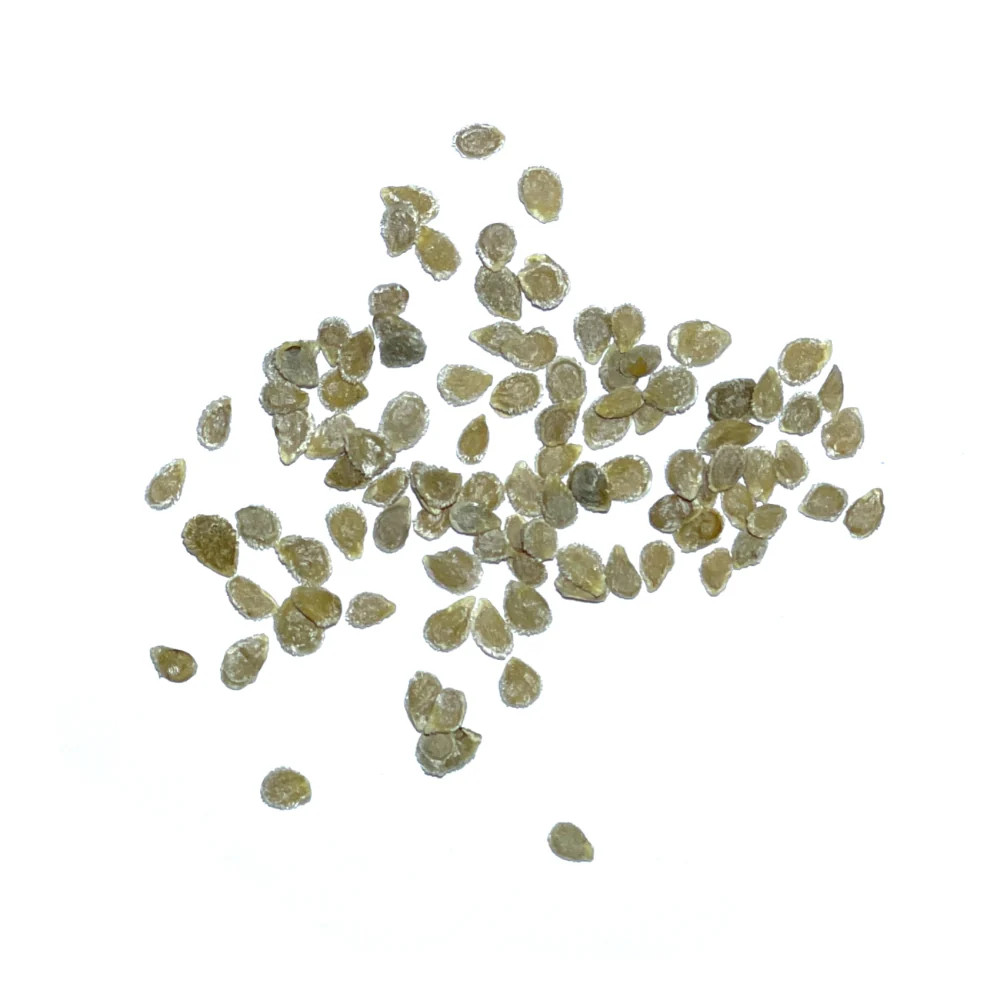 Black Cherry Tomato Seeds For Planting (Solanum lycopersicum)