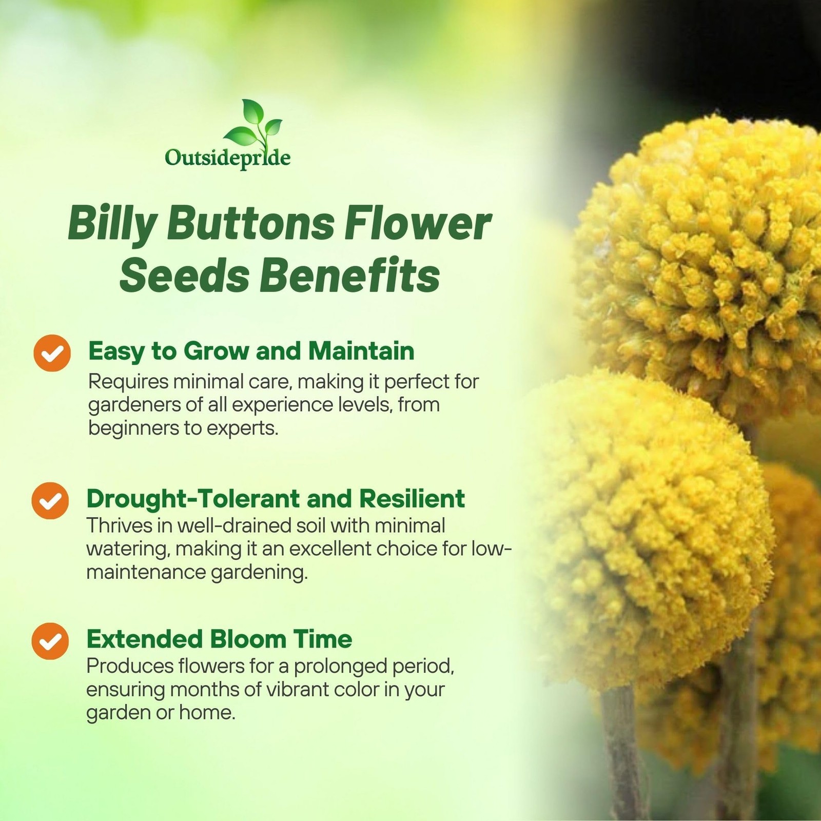 Billy Button Craspedia Globosa Seeds – 1000 Pcs Perennial, Hardy & Drought To…