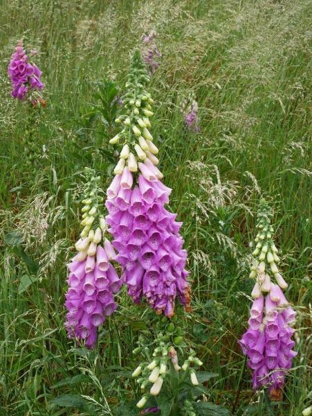 Digitalis purpurea | Purple Foxglove | 50 Seeds