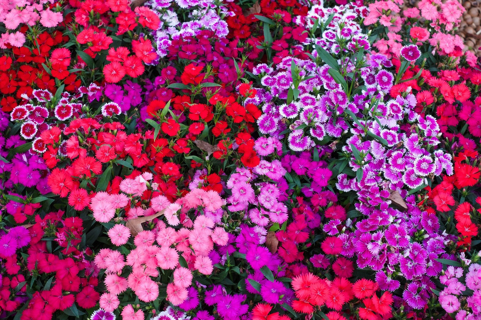 550 MAIDEN PINKS Dianthus Deltoides Flower Seeds