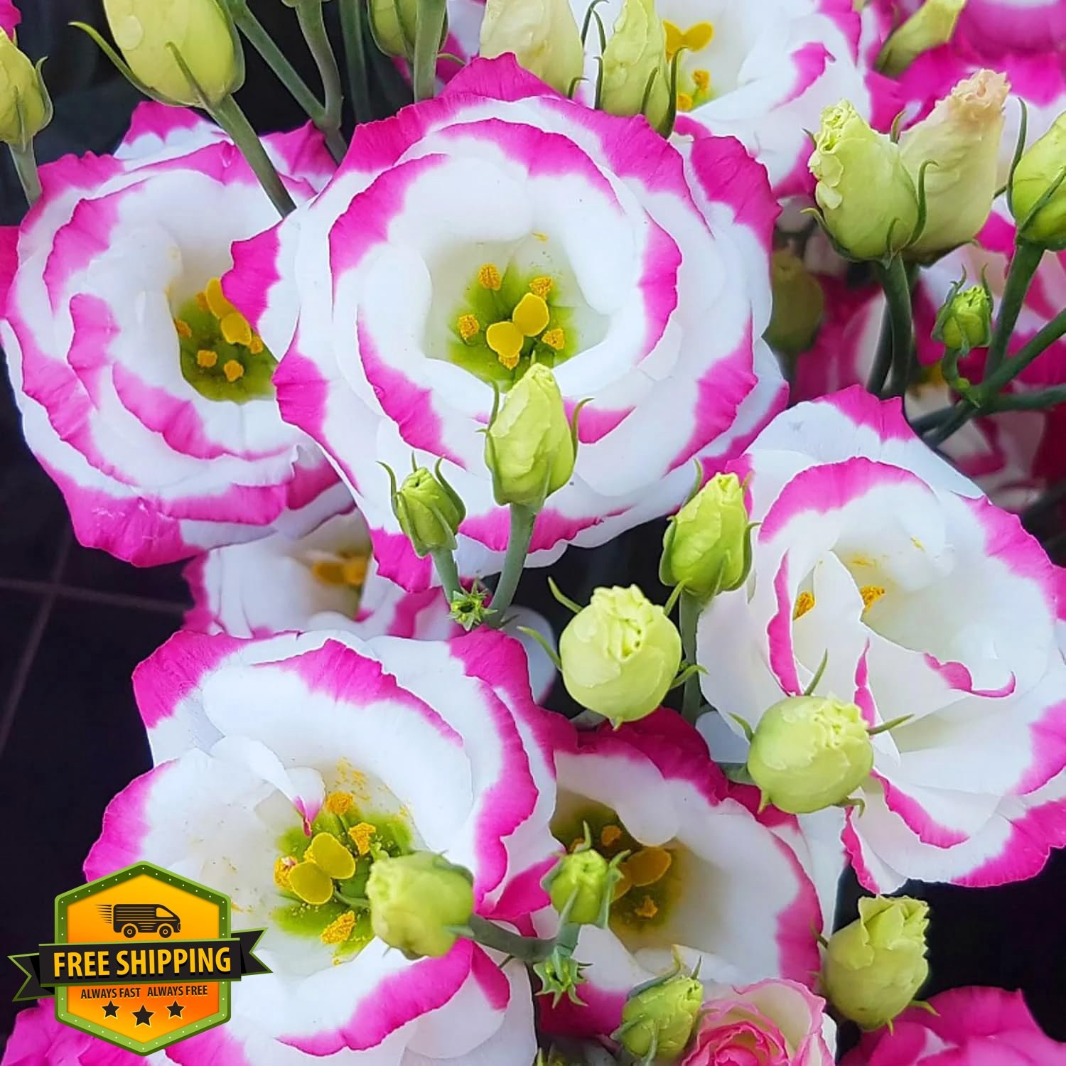 1050+ Mixed Lisianthus Flower Seeds, Perennial Eustoma Grandiflorum