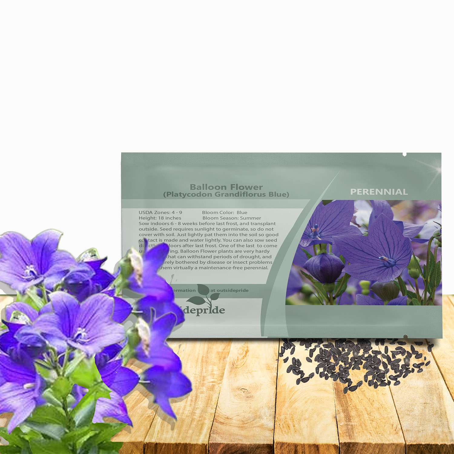 1000 Seeds Ballon Flower Seeds – Platycodon Grandiflora Blue Flower Seed