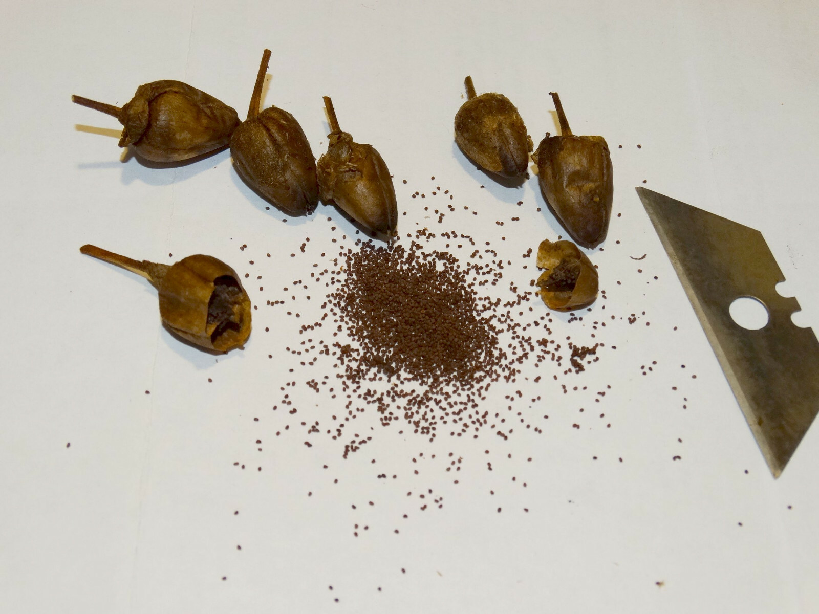 VERY RARE HARMANLI ORIENTAL AROMATIC TOBACCO 2000+ SEEDS 0.2GRAM FRESH 2023 CROP