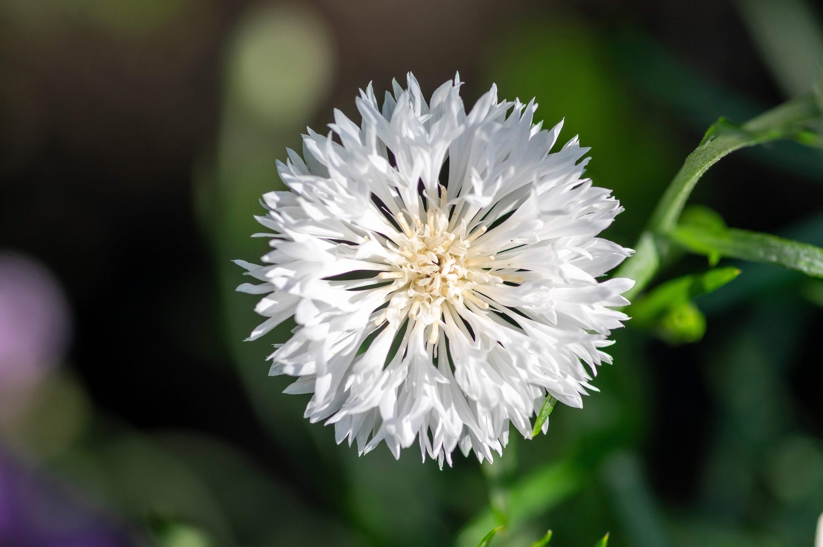 750 White BACHELOR’S BUTTON / CORNFLOWER Centaurea Cyanus Flower Seeds