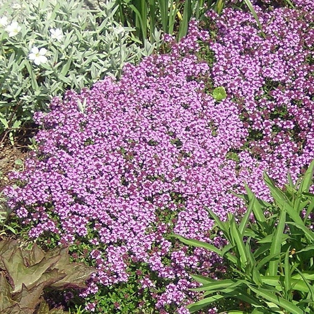 Dwarf Creeping Thyme Seeds, Thymus Serpyllum, Ground Cover, FREE SHIPPING