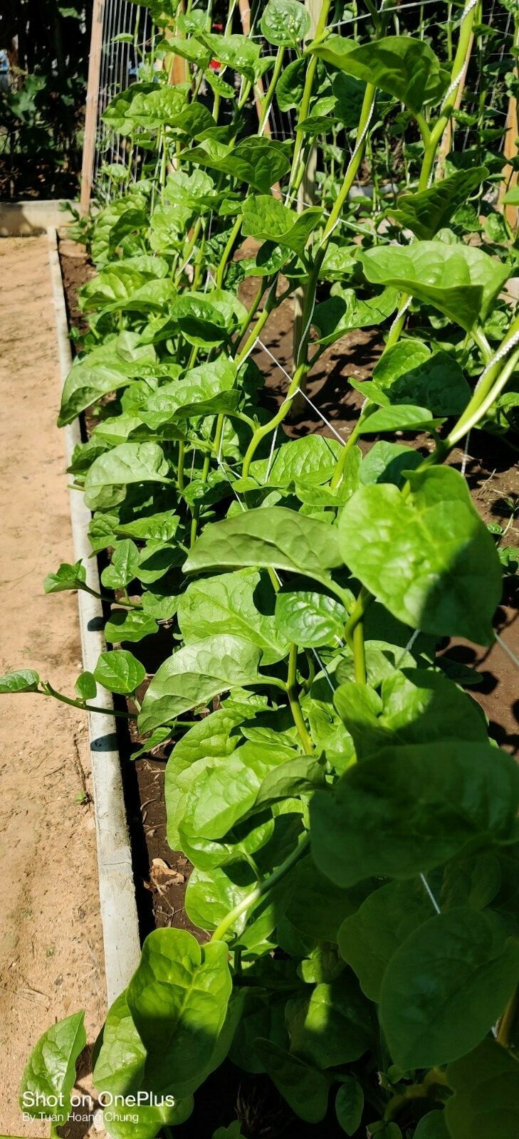 100+ Green Malabar Spinach Seeds /Ceylon /Mồng Tơi  for 2024 season USA Seller