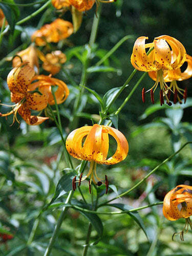 Lilium superbum | Turk’s Cap, American Tiger, or Swamp Lily | 10 Seeds