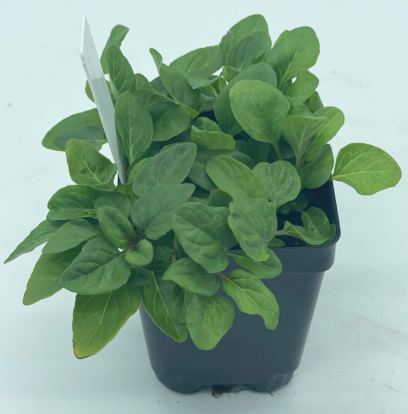 Self Heal / All Heal Starter Plant – Prunella Vulgaris – Great Cool Season Plant