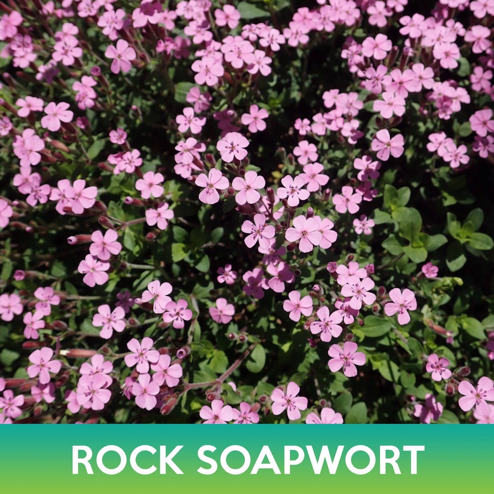 Rock Soapwort Seeds, Saponaria ocymoides