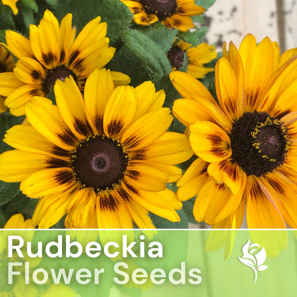 Spudnick Rudbeckia Seeds 125+ Seeds Annual Flower Seeds Garden