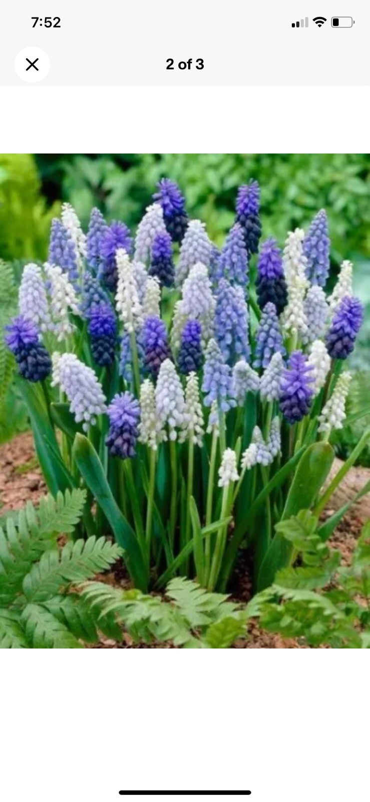 25 MUSCARI GRAPE HYACINTHS FLOWER BULBS Mix Color PERENNIAL SPRING BLOOMS!