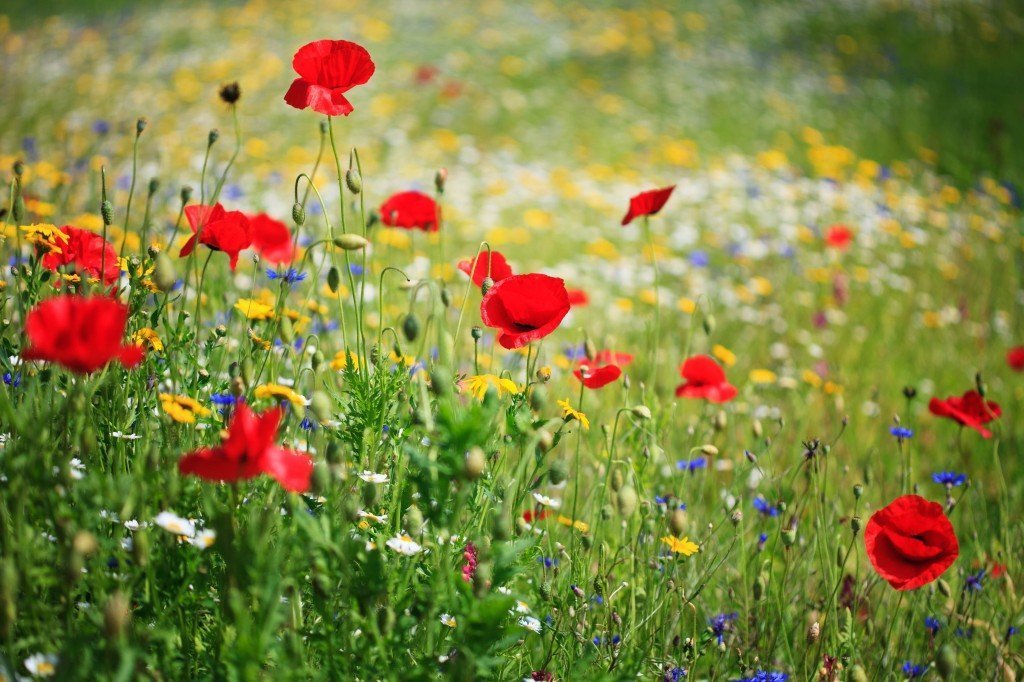 Dry Land Wildflower Seed Mix, Arid or Drought Landscape, Dry Area, 20 Species
