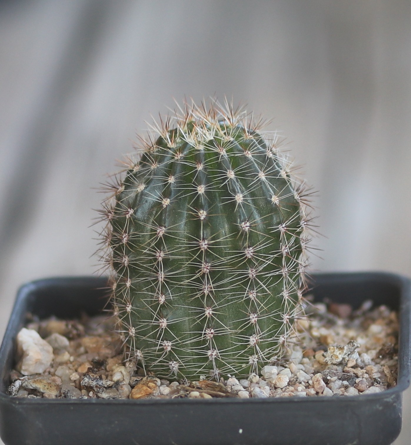 Echinopsis hybrid ‘Sierra Skyline’