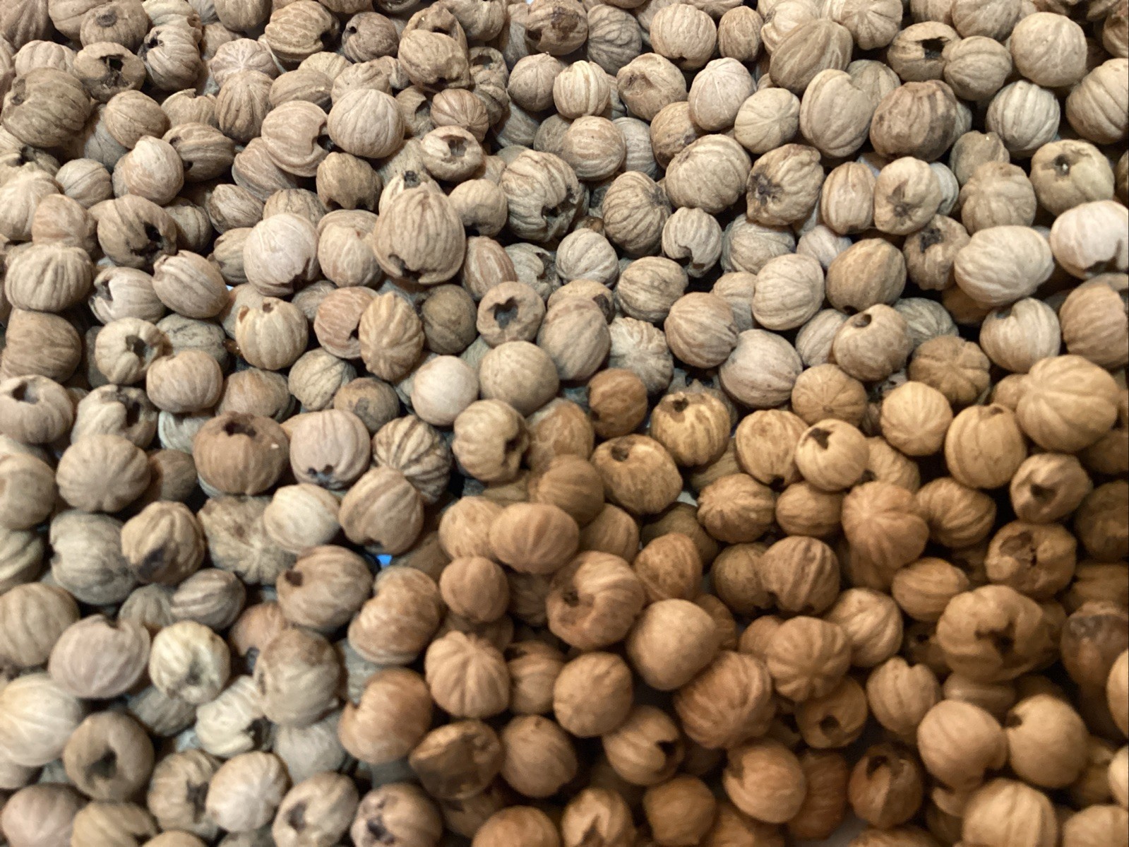 Giant Dogwood Tree Seeds (CORNUS CONTROVERSA)