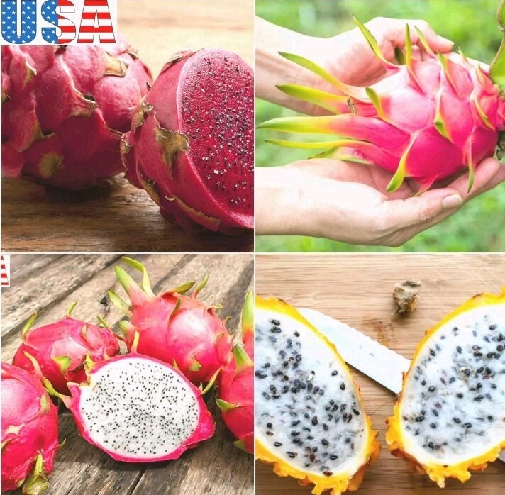 40 Dragon Fruit seeds( 10 Red, 10 purple, 10 Yellow, 10 White) individual packag