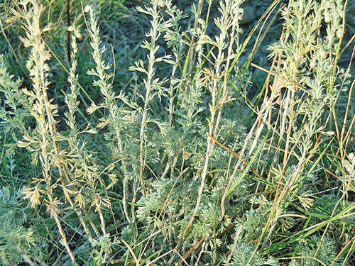 Artemisia frigida | Fringed Sagewort | Pasture or Prairie Sage | 20 Tiny Seeds