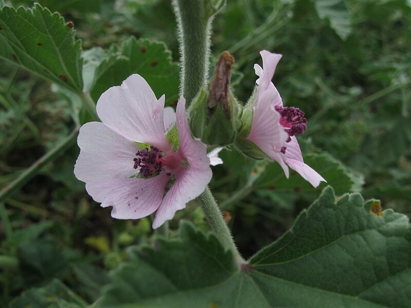 Althaea Officinalis 100 Seeds – Marshmallow