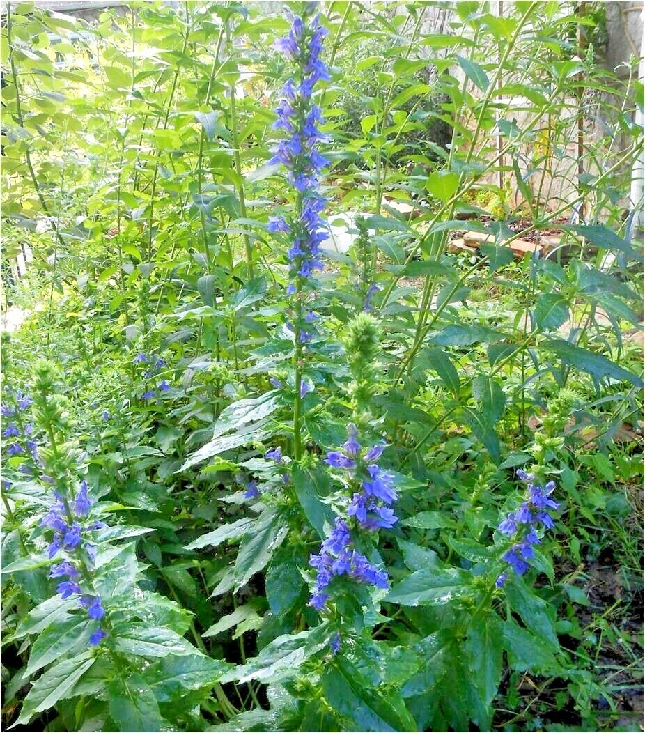 300+GREAT BLUE LOBELIA Seeds Native Wildflower Poor Soils Shade Garden Heat Cold