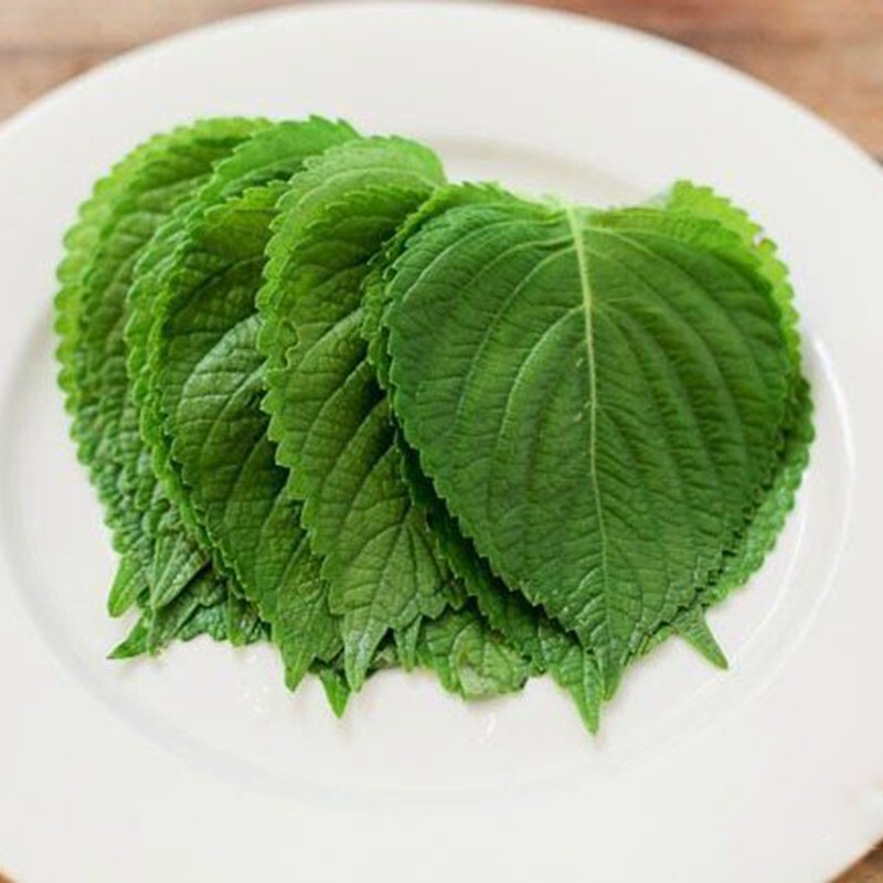 (250+ pcs)KOREAN SHISO HERD SEEDS (PERILLA), RAU MÈ HÀN QUỐC, 들깨 깻잎, 朝鮮紫蘇 シソ