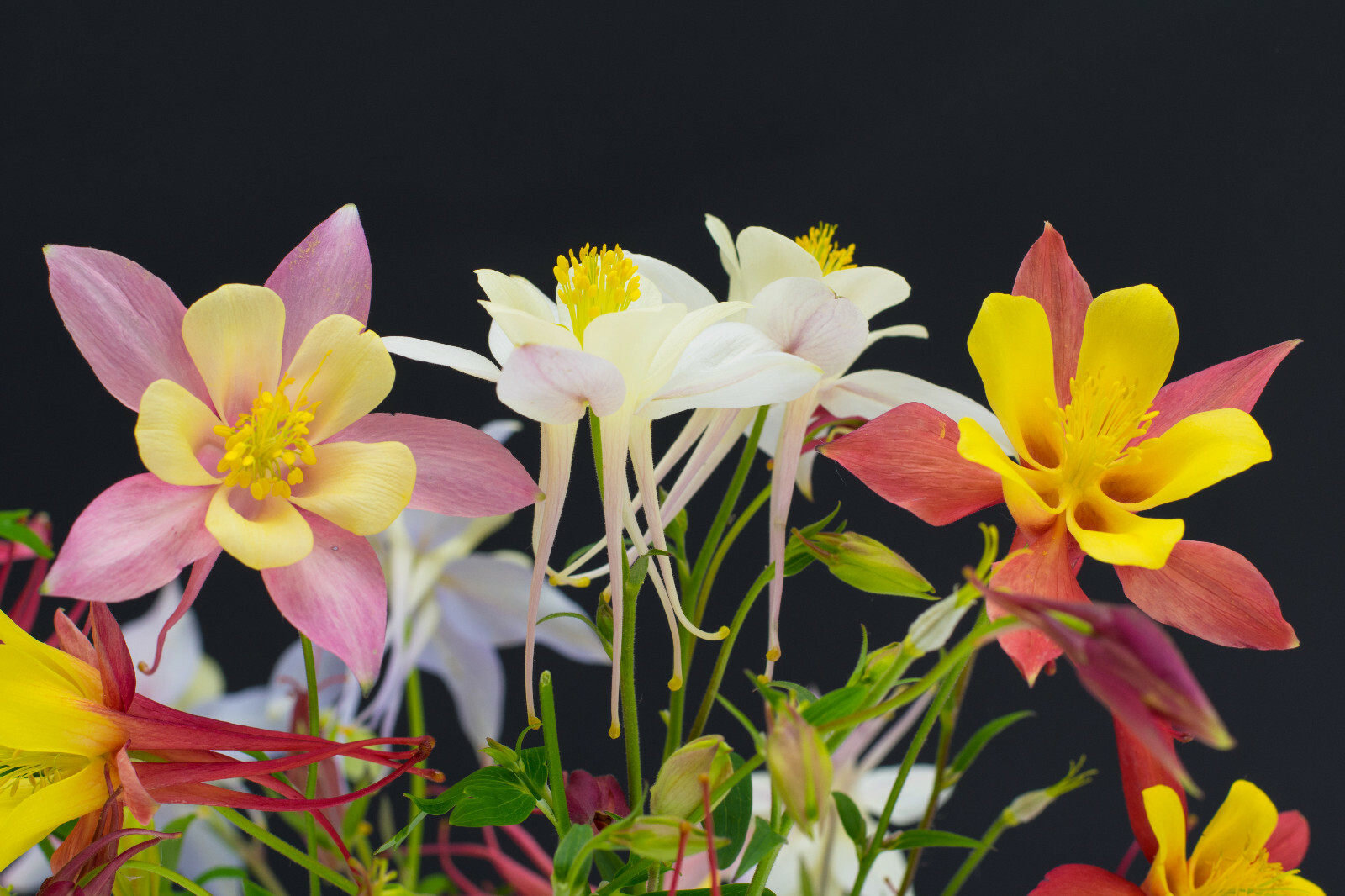COLUMBINE MIX, 202+ SEEDS, ALL KINDS AND COLORS, AQUILEGIA, easy to grow, USA