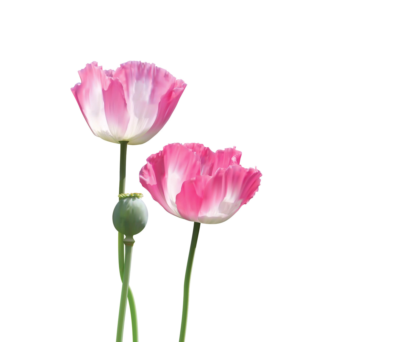 200 AFGHAN RESELECTED Blue POPPY Mixed Colors Papaver Pink Purple Flower Seeds