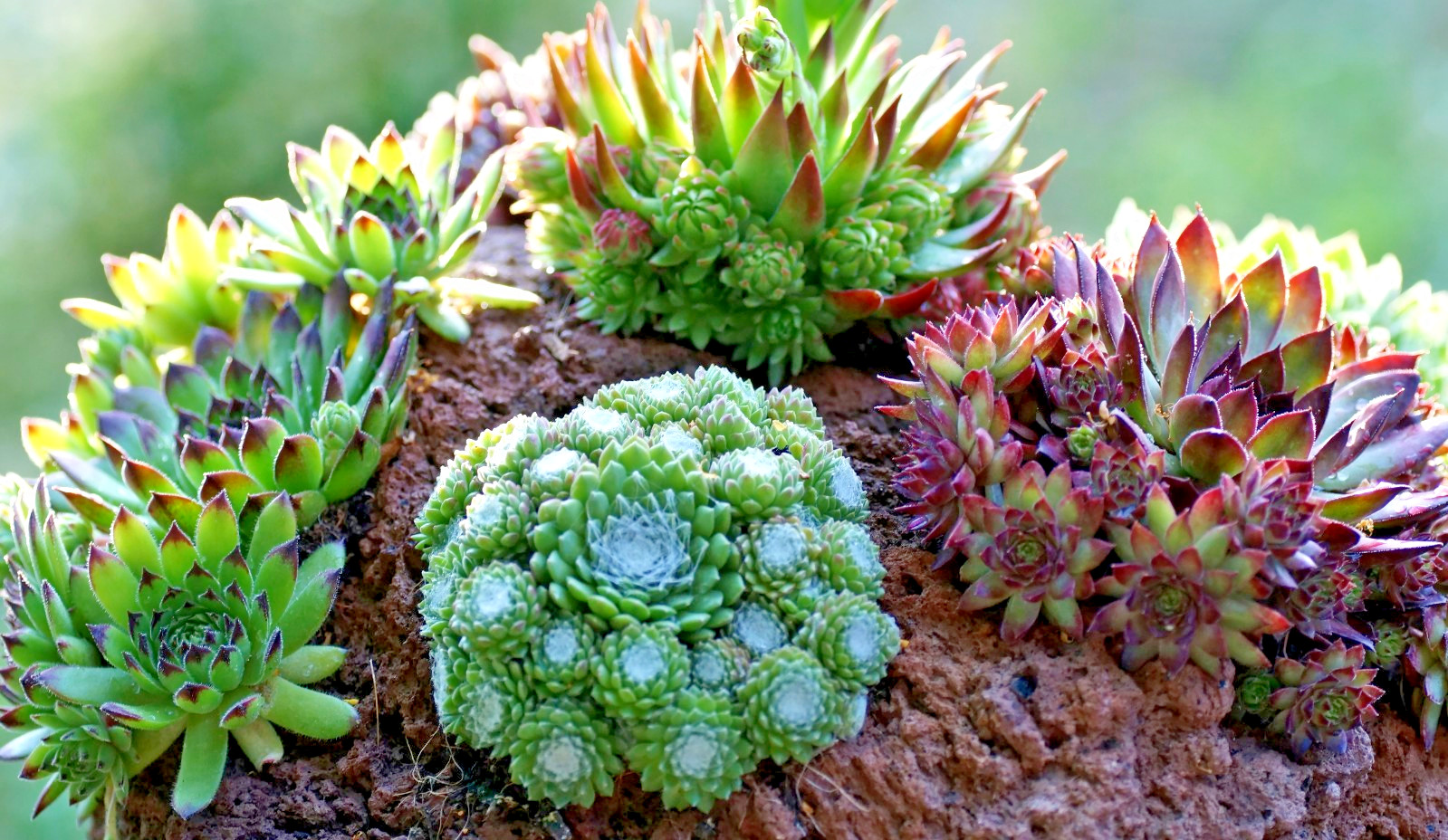 Hen and chicks 200 seeds large mix of varieties and colors sempervivum