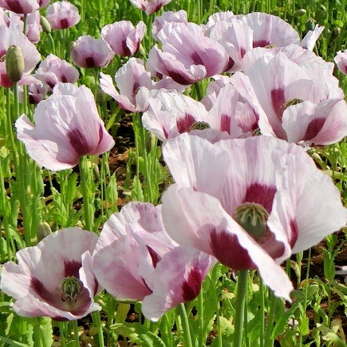 20,000+ Untreated, Organic Tasmanian Papever Somniferum Poppy Seeds for Planting