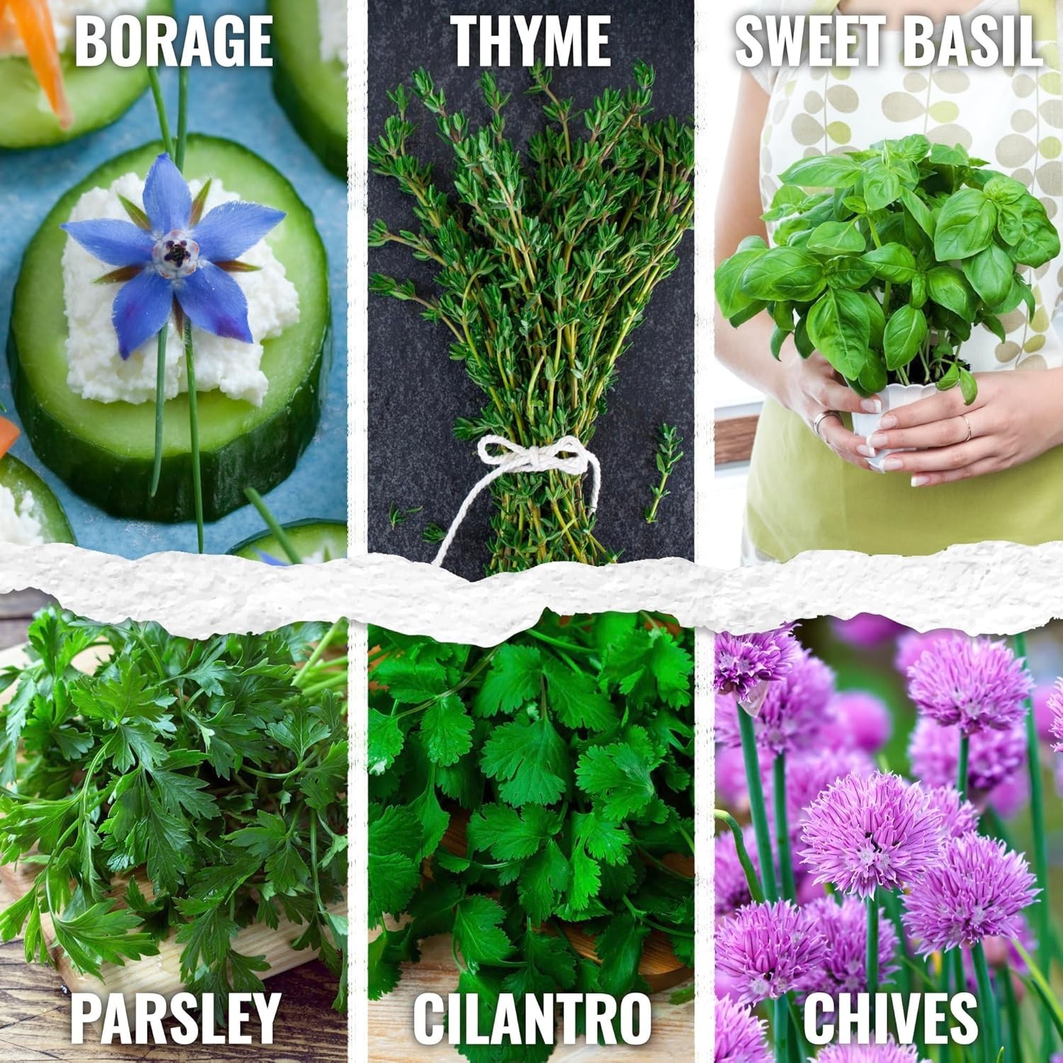 Grown Your Own Culinary and Medicinal Herbs – 12 Pack Heirloom Seeds Collection