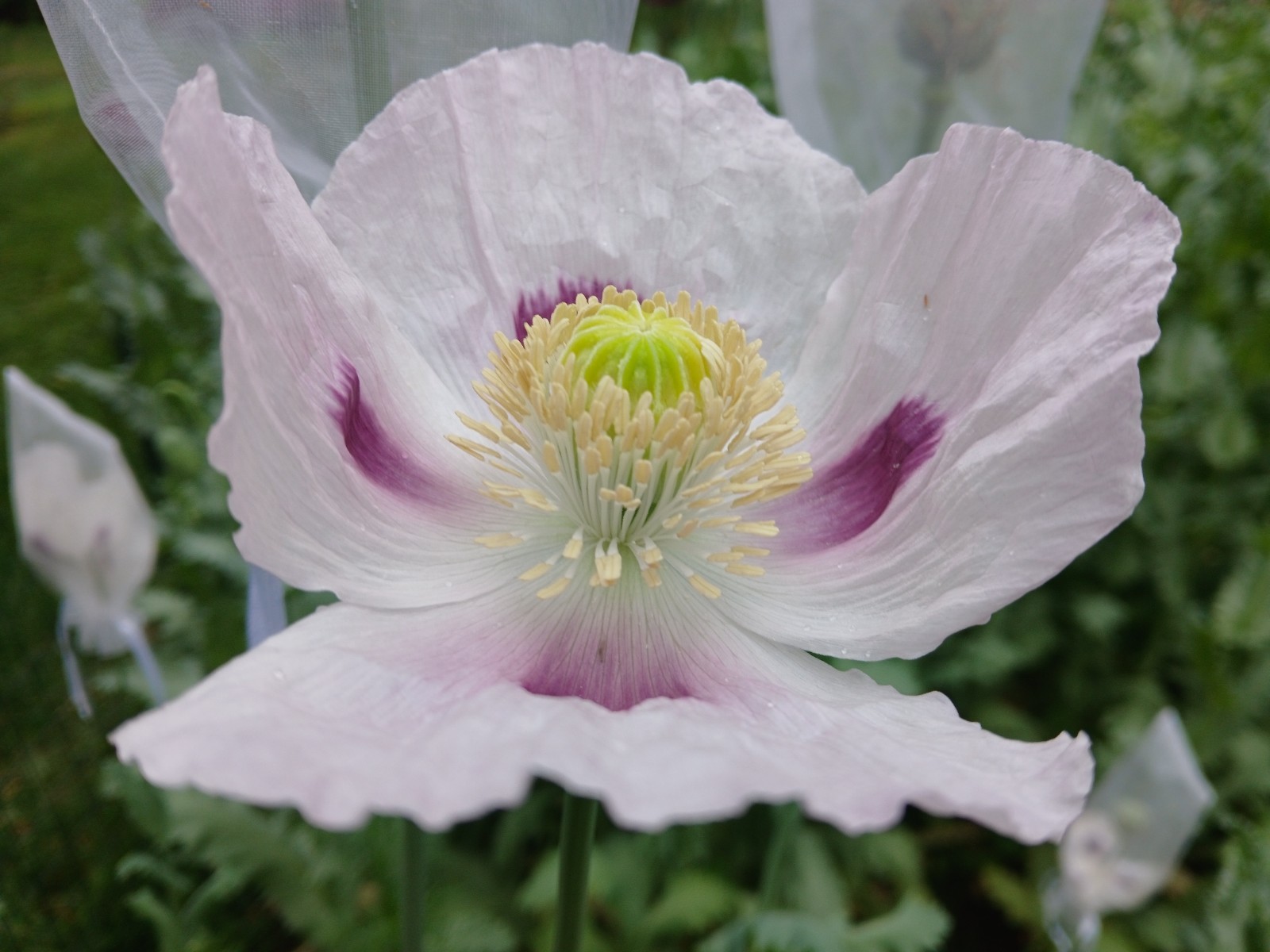 Dutch Pharma Poppy Seeds – RARE – 1500 Count (Cold Stratified – US Seller)
